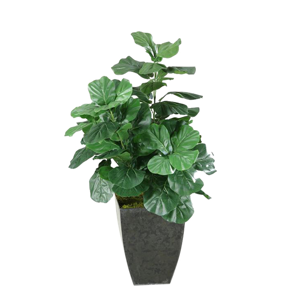 Fiddle Leaf Fig Plant in Small Black Cardinal Planter - 313447