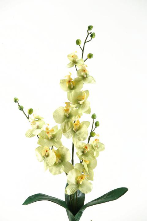 pale green phael orchid stem d w silks