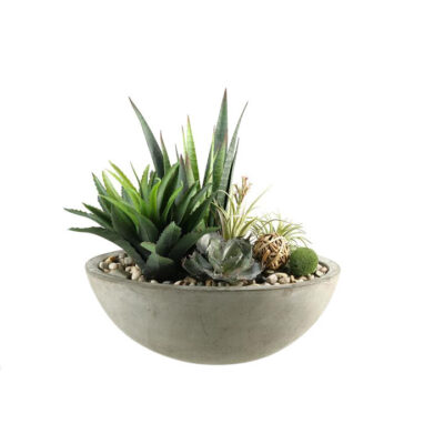 Mixed Succulents, Aloe and Agave in Newport Bowl - 134057