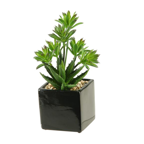 Mini Dracaena and Aloe in Square Ceramic Planter - 137004