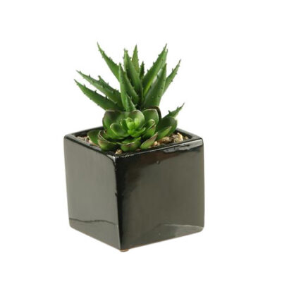 Echeveria & Aloe in Black Simply Square Vase - 137005