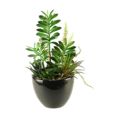 Assorted Succulents & Echeveria in Round Ceramic Planter - 137010