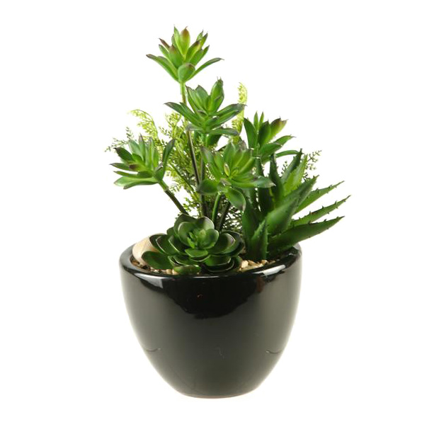 Mixed Mini Dracaena, Aloe and Echeveria in Round Ceramic Planter - 137011