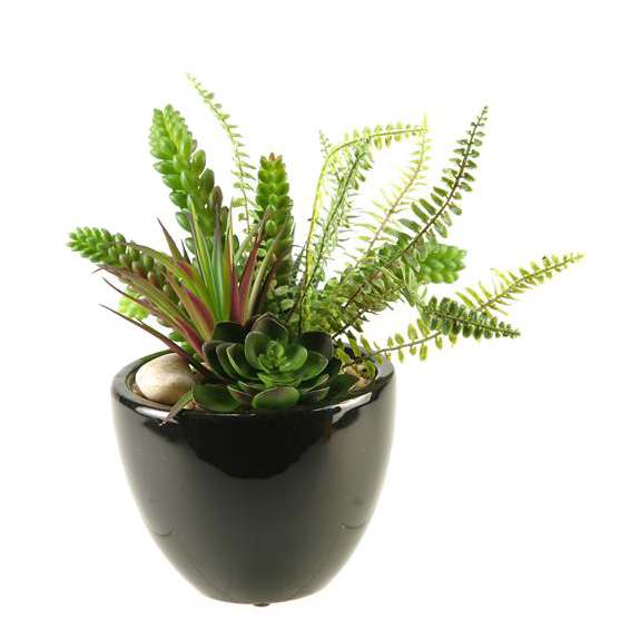 Succulent, Aloe and Echeveria in Round Ceramic Planter - 137012