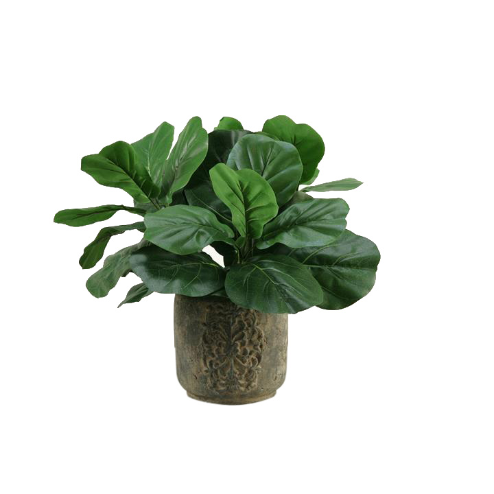 Today’s ‘It’ Plant for Decorating: Fiddle Leaf Fig