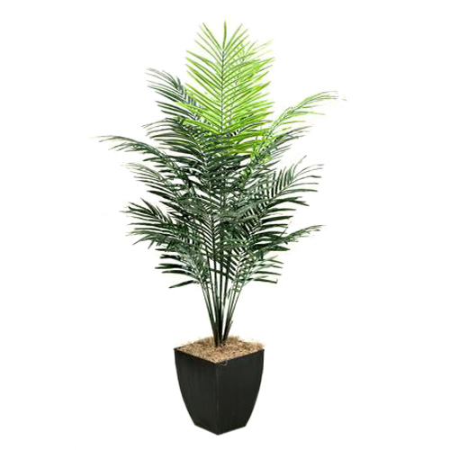 7' Dwarf Areca Palm Tree in Large Black Cardinal Planter - 109126