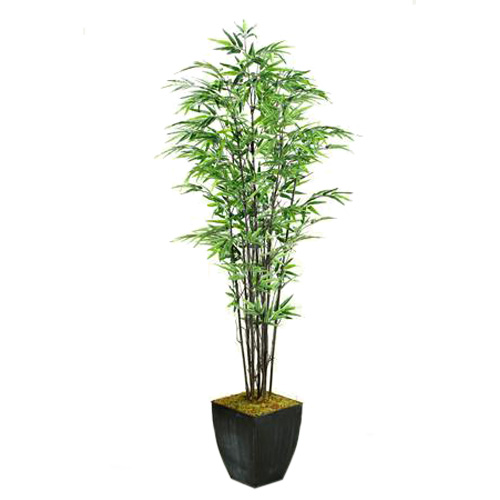 7' Black Bamboo Tree in Large Black Cardinal Planter - 109127
