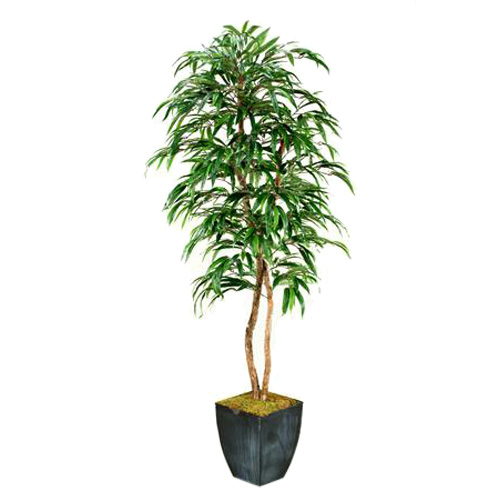 7' Weeping Ficus Tree in Square Metal Planter - 109136 - D&W Silks