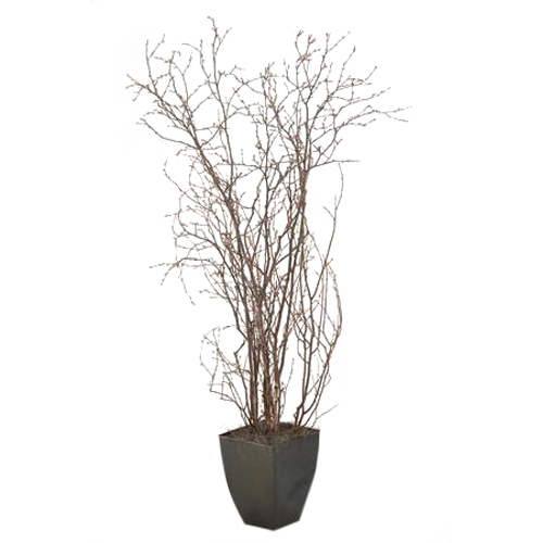 Birch Branches in Large Black Cardinal Planter - 114068