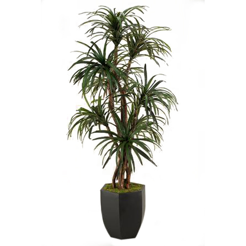 7' Dracaena in Metal Hexagon Planter - 114070