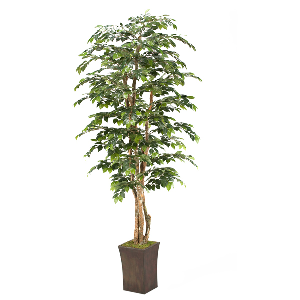 8' Sakaki Tree in Square Metal Planter - 39772 - D&W Silks