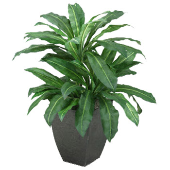 3' Birdnest Palm Plant in Square Metal Planter - 312412