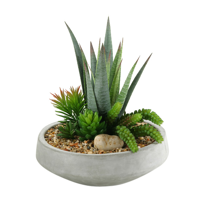 Striped Agave with Mixed  in Newport Bowl - 149014