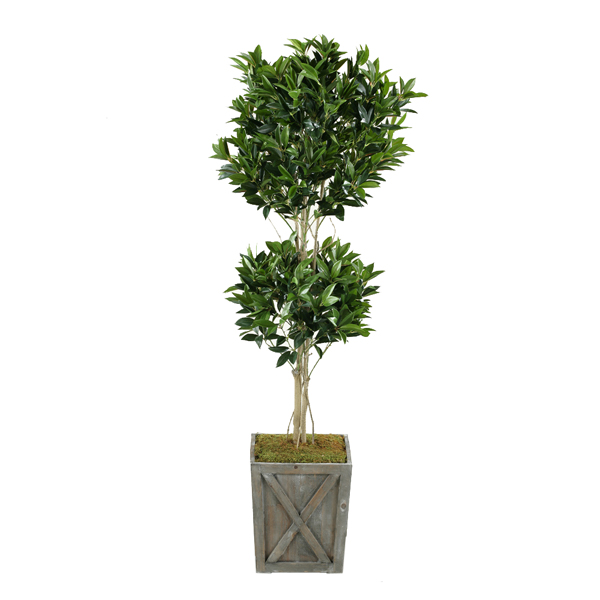 Shikiba Topiary in Medium Grange Planter - 314702