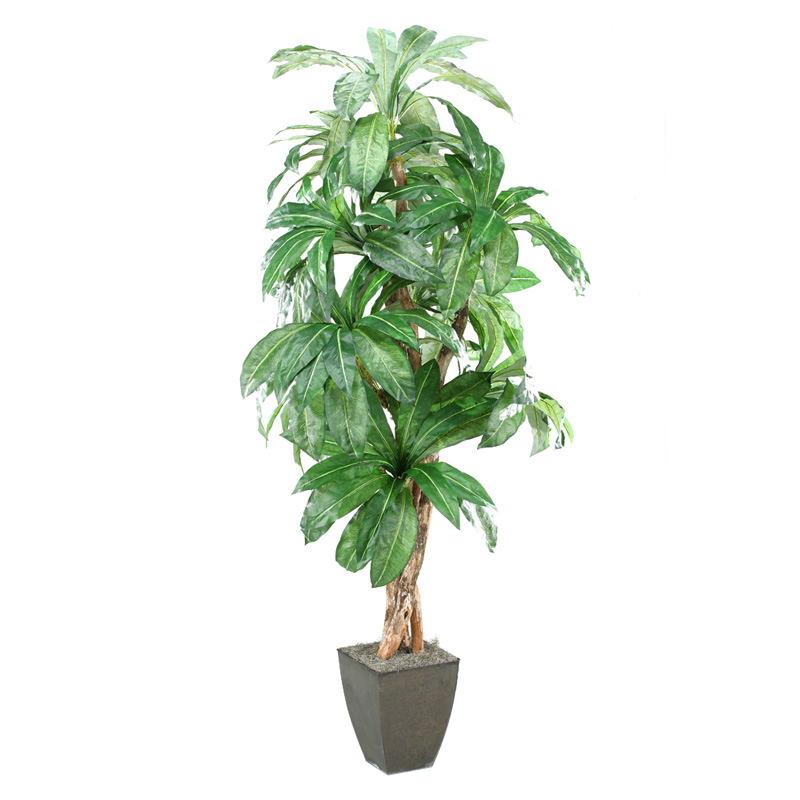 8' Birdnest Palm in Large Black Cardinal Planter - 315102