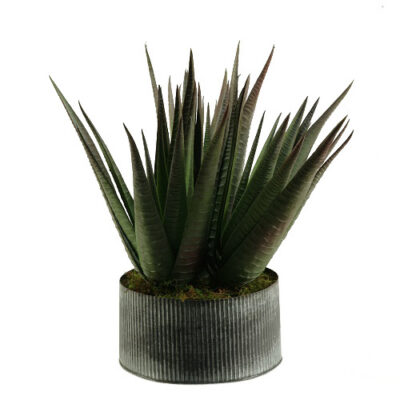 Striped Agave Plant in XS Harvest Vase - 159130