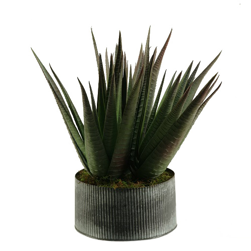 Striped Agave Plant in XS Harvest Vase - 159130