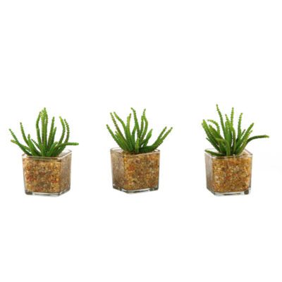Set of 3 - Green Worm Succulent in Tealight Vase - 164010