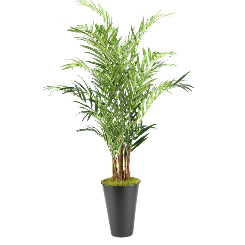 9' Kentia Palm Tree in Large Black Cheer Planter - 316401