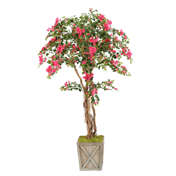 7' Bougainvillea Tree in Medium Grange Planter - 316410
