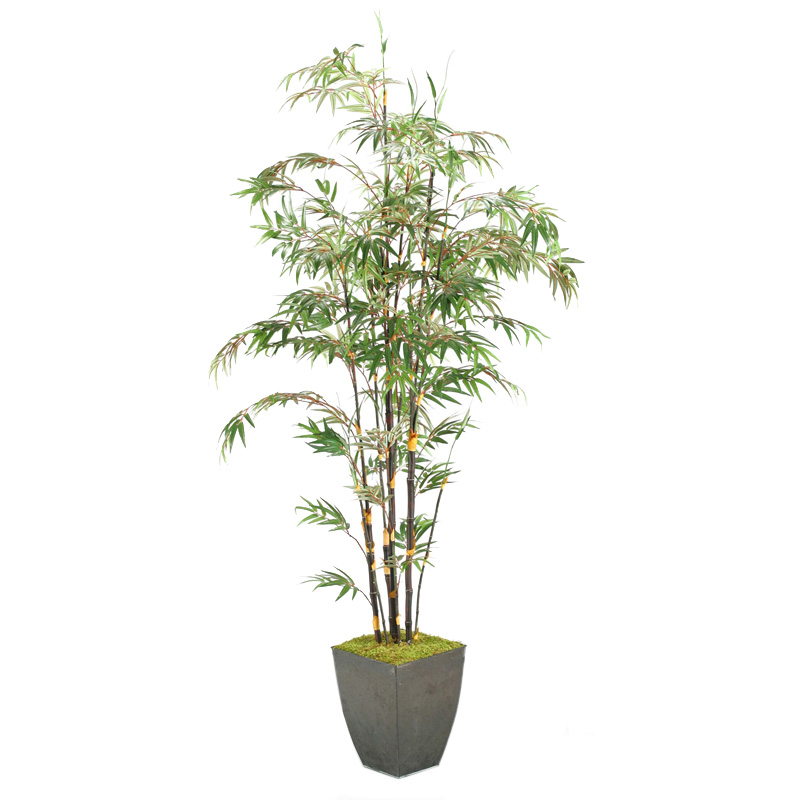 8' Black Bamboo Tree in Large Black Cardinal Planter - 316412