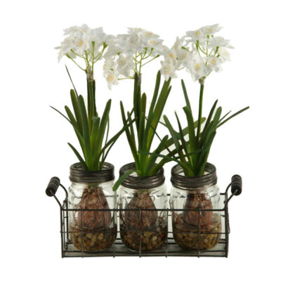 Paper Whites in Firefly Wire Rack - 165037