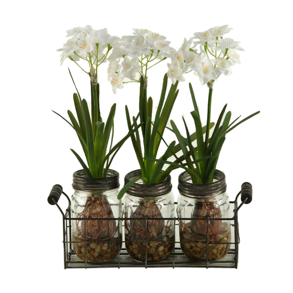 Paperwhites in Firefly Wire Rack - 165037