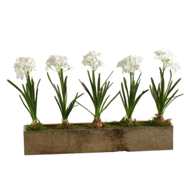 Paper Whites in Rectangle Wooden Planter - 165043