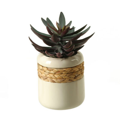 Green & Plum Echeveria in Small Gemma Planter - 167008