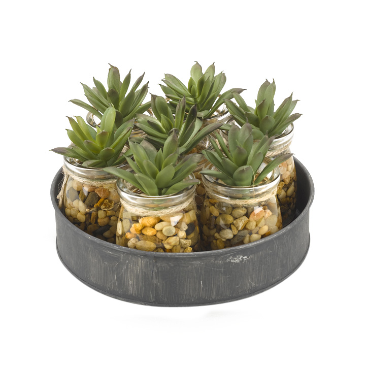 Mini Aloe Plants in Small Glass Jars on Metal Tray - 174046