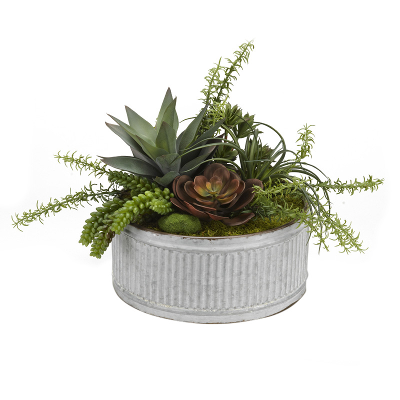 Echeveria, Aloe and Assorted  in Round Tin Planter - 174047