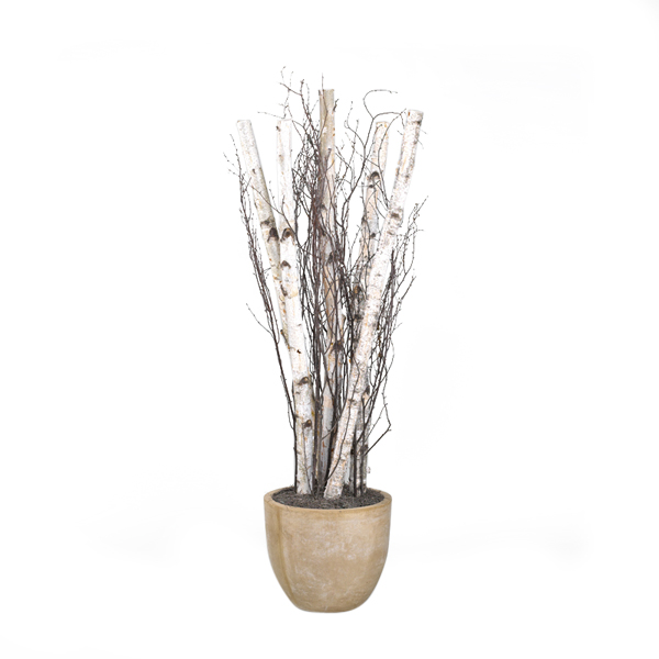 7.5' Birch Poles and Tree Tops in Large Grove Planter - 317401