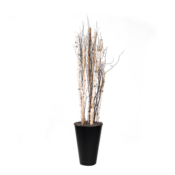 Birch Poles and Birch Tree Tops in Large Black Cheer Planter - 317402