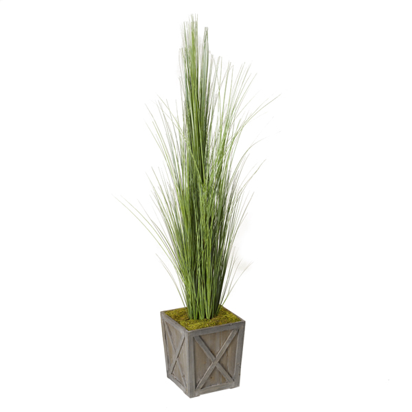 Tall Onion Grass in Medium Grange Planter - 317416