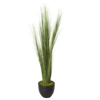 Tall Onion Grass in Large Taylor Planter - 317421