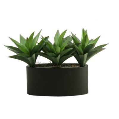 Green Aloe Plants in Smith Planter - 169059