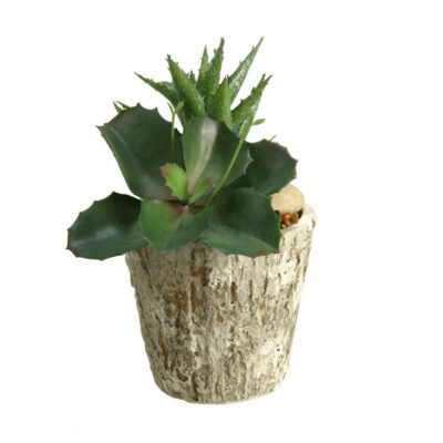 Aloe and Wild Succulent in Small Genevieve Planter - 169068