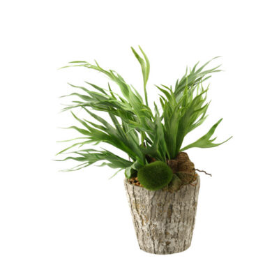 Mini Staghorn Fern in Large Genevieve Planter - 161079