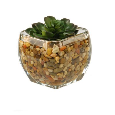 Small Echeveria in Bevel Vase - 161087