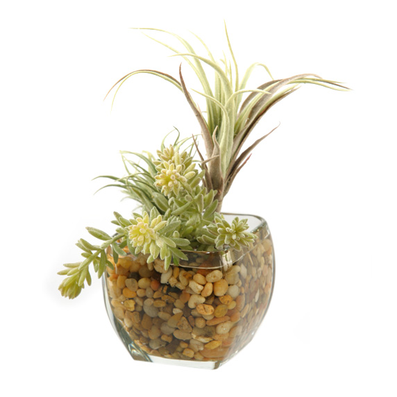 Tillandsia, Easter Grass and Burro Tail in Bevel Vase - 161089