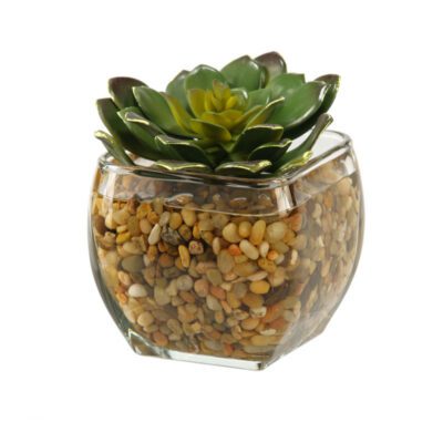 Large Echeveria in Bevel Vase - 161090