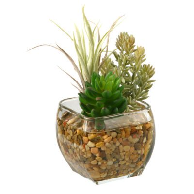 Tillandsia, Flocked Burro's Tail and Succulent in Bevel Vase - 161092