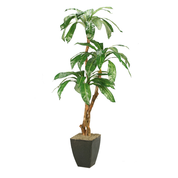 6.5' Birdnest Palm in Large Black Cardinal Planter - 316104