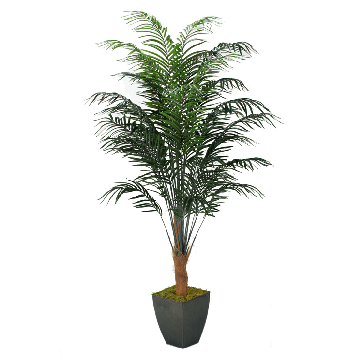 8' Dwarf Areca Palm in Large Black Cardinal Planter - 315418
