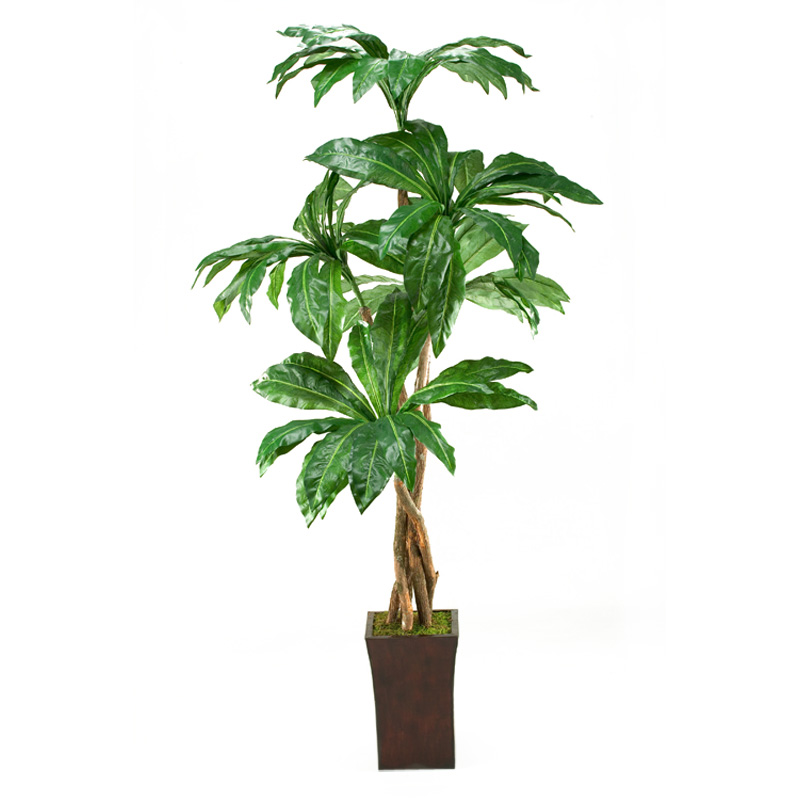 Birdnest Palm Tree in Heritage Planter 7' - 39223