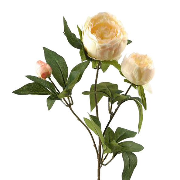 Cream Peony Stem - FL1994