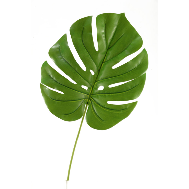Jumbo Split Leaf Philo - GR1938
