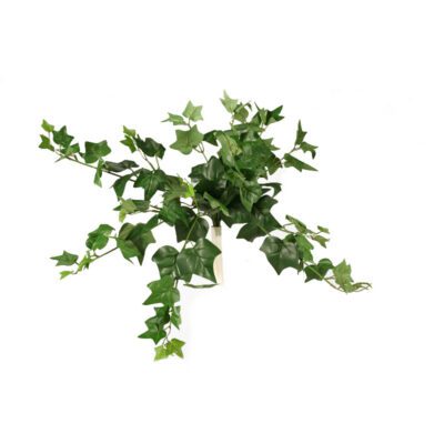 22" English Ivy Bush (112) - GR1277