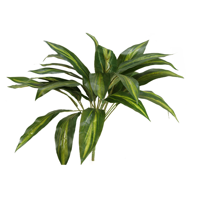 Dracaena Plant - GR1894