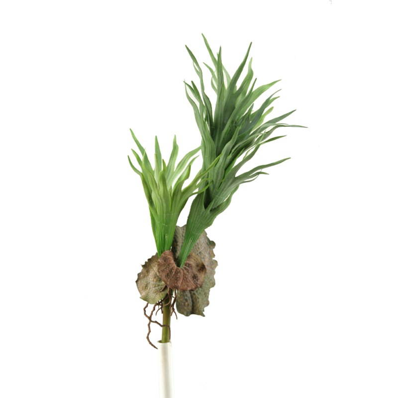 Staghorn Fern - GR1797